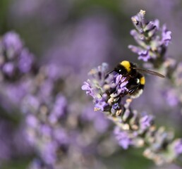 Bourdon sur de la lavande