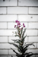 pink flowers on a wall