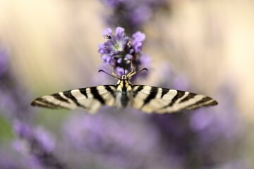 Papillon sur lavande