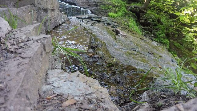 stream in the forest