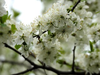 Spring flowers on trees close up