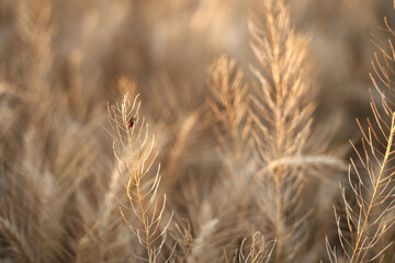 Golden spikelets of ripe wheat and ladybug in nature yellow field in the rays of sunset with sunlight close-up. Spring and summer background, space for copying.