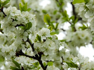 Spring flowers on trees close up