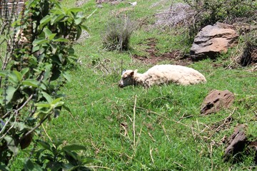 Una oveja acostad en grama 