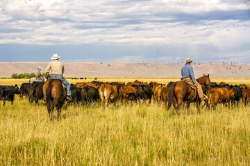 Paulina, Oregon - 8/7/2008:  Three cowboys moving a herd of cattle to an adjacent pasture on a cattle ranch in eastern Oregon near Paulina, Oregon. - obrazy, fototapety, plakaty