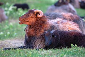 Ziegenbock