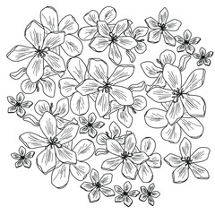 Vector outline flower illustration, polianthes tuberosa coloring page, floral set hand draw illustration for design and creativity