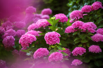 Pink hydrangea Bush. Gorgeous hydrangea bright pink blooms in the garden in summer. Hydrangea close-up. Soft and selective focus, beautiful bokeh.
