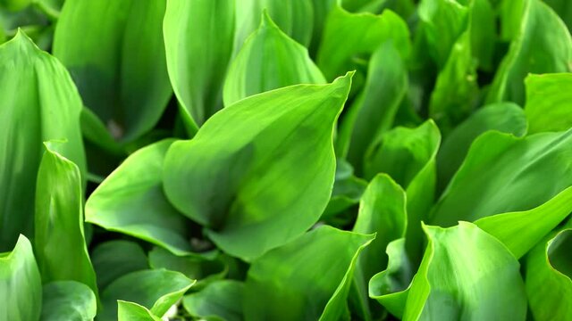 Texture of green leaves of plant. Background of herbaceous plant - Khosta. Concept of nature background for your text.
