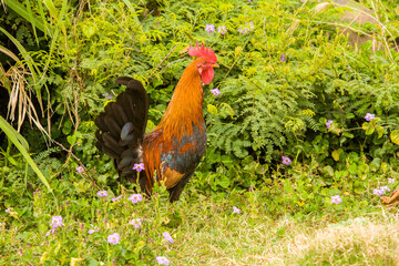 Wild chickens on the island of Kauai, Hawaii.