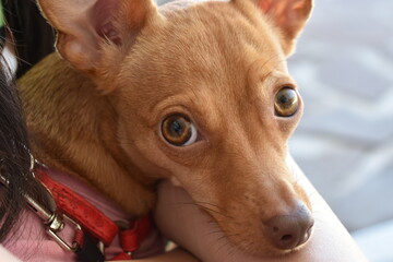 portrait of a dog with a bone