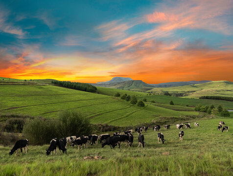 Cows in the grassland of Drakensberg Kwazulu Natal South Africa