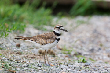 Killdeer, Charadrius vociferus, in stony field