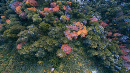 Natural texture. Overhead aerial view of the forest foliage and treetops in autumn. 