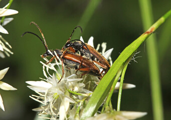 piccoli cerambicidi floricoli (Alosterna tabacicolor)