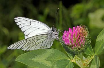 bianca farfalla su un trifoglio (Aporia crataegi)
