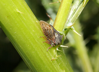 cicalina grigio bruna (Centrotus cornutus)