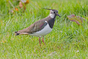 Northern Lapwing, Vanellus vanellus, in field