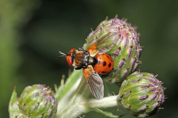 mosca parassita dai vivaci colori (Gymnosoma rotundatum)