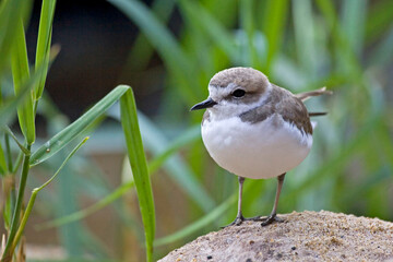 Snowy Plover, Charadrius nivosus, relaxed view