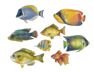 full side view of tropical fish hand drawing with color pencils isolated on white