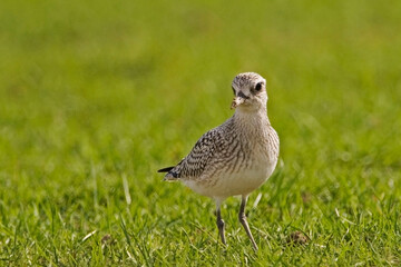 Black-bellied Plover, Pluvialis squatarola, in grassy field