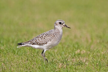 Black-bellied Plover, Pluvialis squatarola, close up