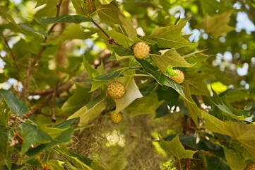 Obraz premium Autumn Background with Green Gold Elm Leaves with Seeds and Branches