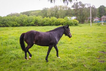 One Black Horse Grazing On A Leash In A Meadow