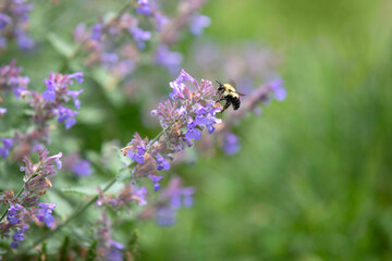 Bee on Catmint flower