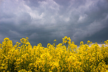 Closeup Macro Photo Of Yellow Rapeseed Flowering On Background Dark Sky With Thunderclouds
