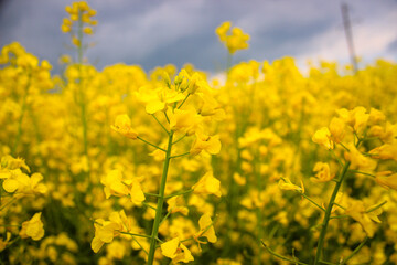 Obraz premium Closeup Macro Photo Of Yellow Rapeseed Flowering On Background Dark Sky With Thunderclouds