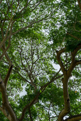 Flying foxes and bats hanging from trees - batman . Botanical garden, Kandy, Sri Lanka