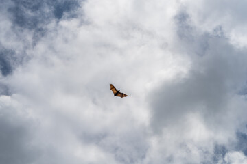 Isolated giant indian flying fox (large bat) on the fly, Pteropus giganteus. sky with clouds