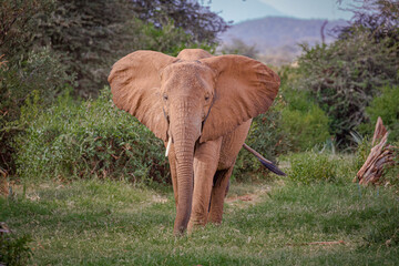 Fototapeta na wymiar Beautiful portrait of elephant with ears spread.