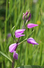 fiori delicati di un'orchidea selvatica (Cephalanthera rubra)