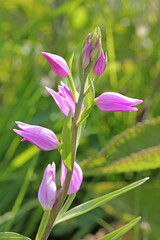 fiori delicati di un'orchidea selvatica (Cephalanthera rubra)