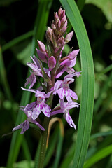 sommità fiorita di una piccola orchidea di bosco (Dactylorhiza fuchsii)