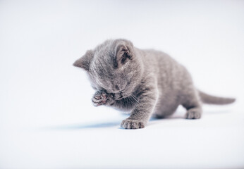 Small gray kitten. Cat. Kitten. 