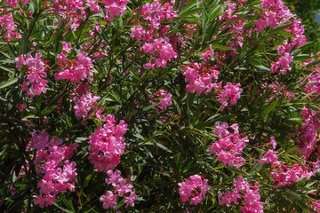 Pink Nerium. The delicate flowers of pink oleander close-up. A beautiful pink Nerium Bush blooms in the garden in summer. Selective and soft focus.