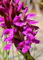 sommità fiorita di una piccola orchidea di montagna (Dactylorhiza majalis)