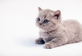 Cute baby tabby kitten. Cat. 