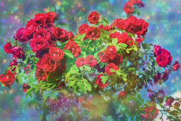 Obraz premium Blossom flowers bokeh- background header rose. Selective focus- soft lights pattern. Abstract defocused nature