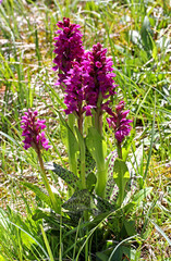 bella fioritura di un'orchidea di montagna (Dactylorhiza majalis)