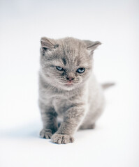 british shorthair cat