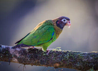 Brown-hooded parrot standing on tree branch in Costa Rica