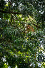 Single monkey looking at viewer from a tree through the foliage. Botanical garden, Kandy, Sri Lanka