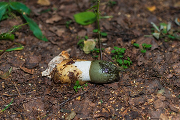 Medicinal mushroom- phallus impudicus
