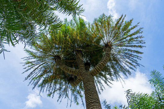 Looking up at tropical trees against blue sky, view from below. botanical garden, Kandy, Sri Lanka
