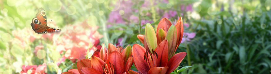 Schmetterling 732 © K.-U. Häßler